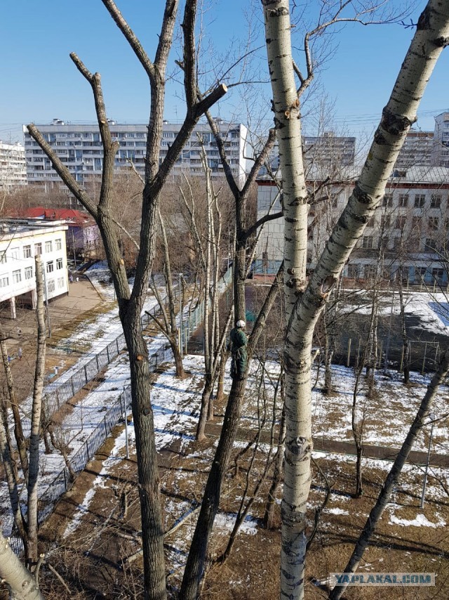 Дровосек
