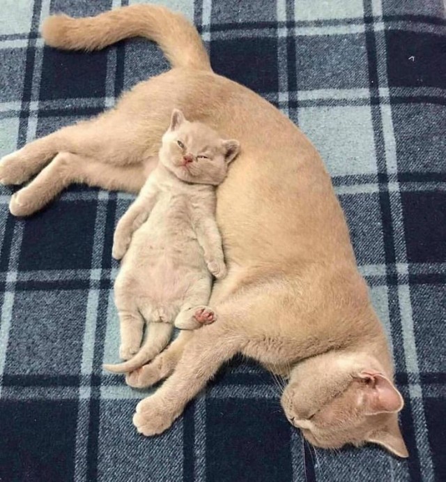Эти забавные животные