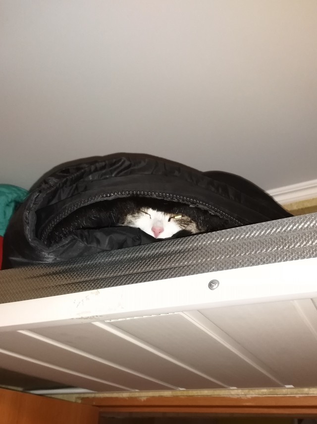 Коты, которые спят где попало и как попало