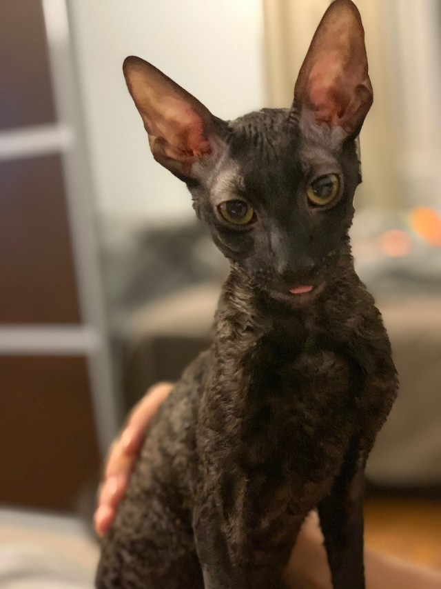 Моя красотка