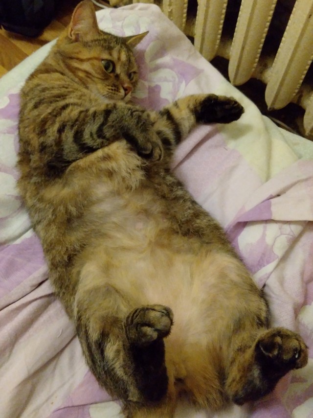 Новогодние котики!
