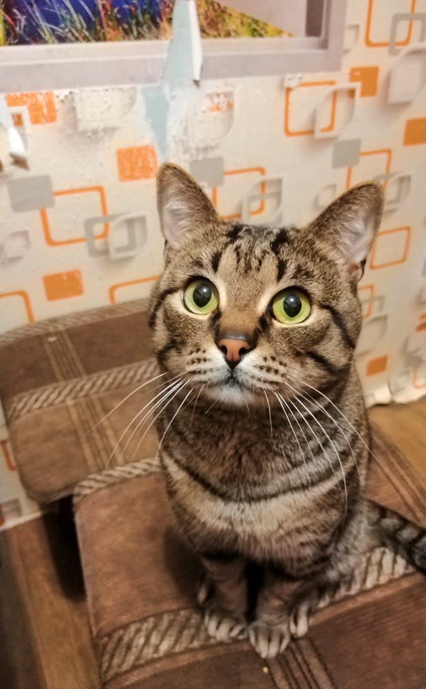 Кошатник