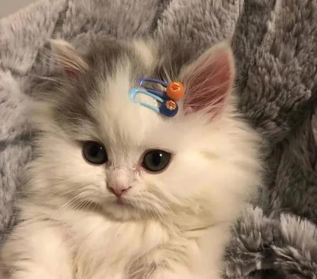 Котовторнику быть!