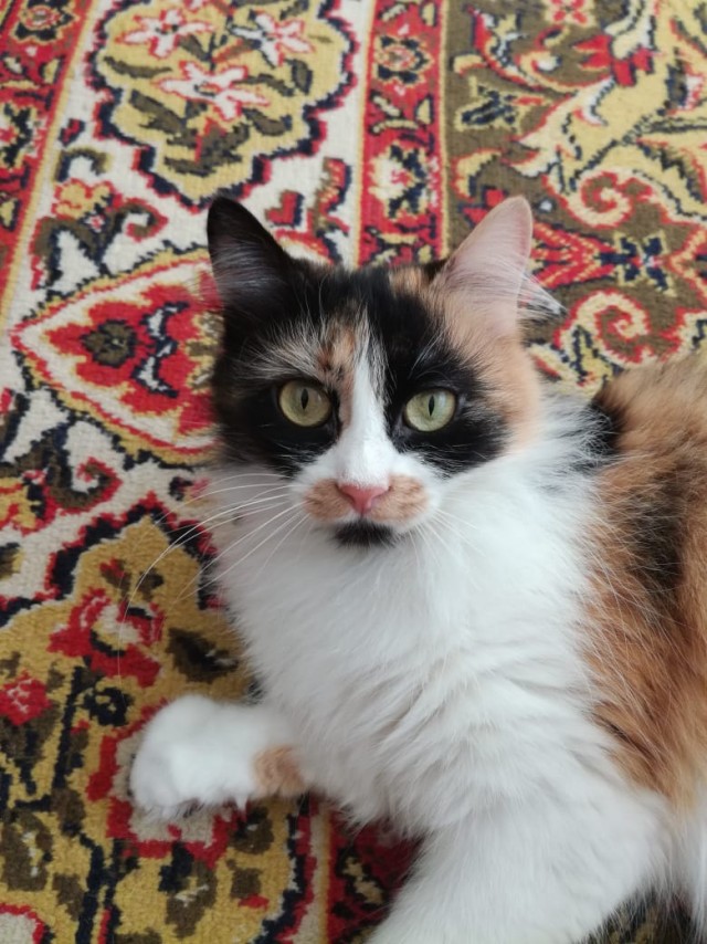 Котаны с забавным окрасом