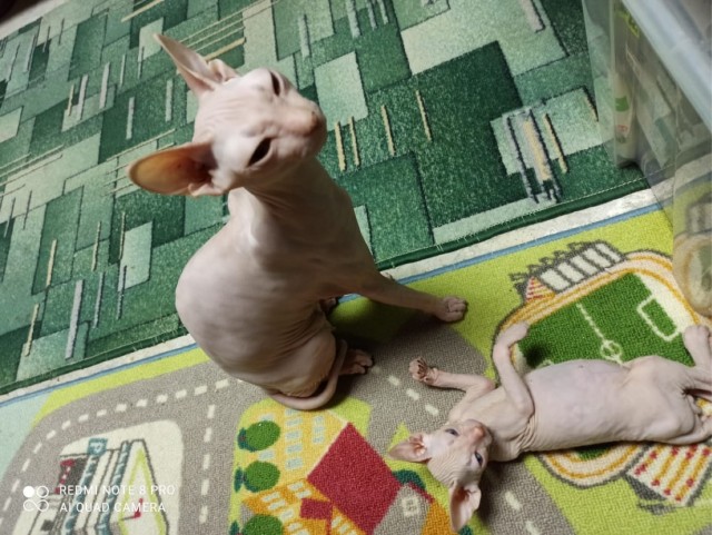 Вторник. Кото-вторник...