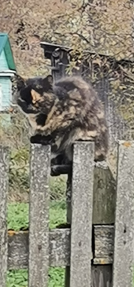 Котовторник 05.10.21 г