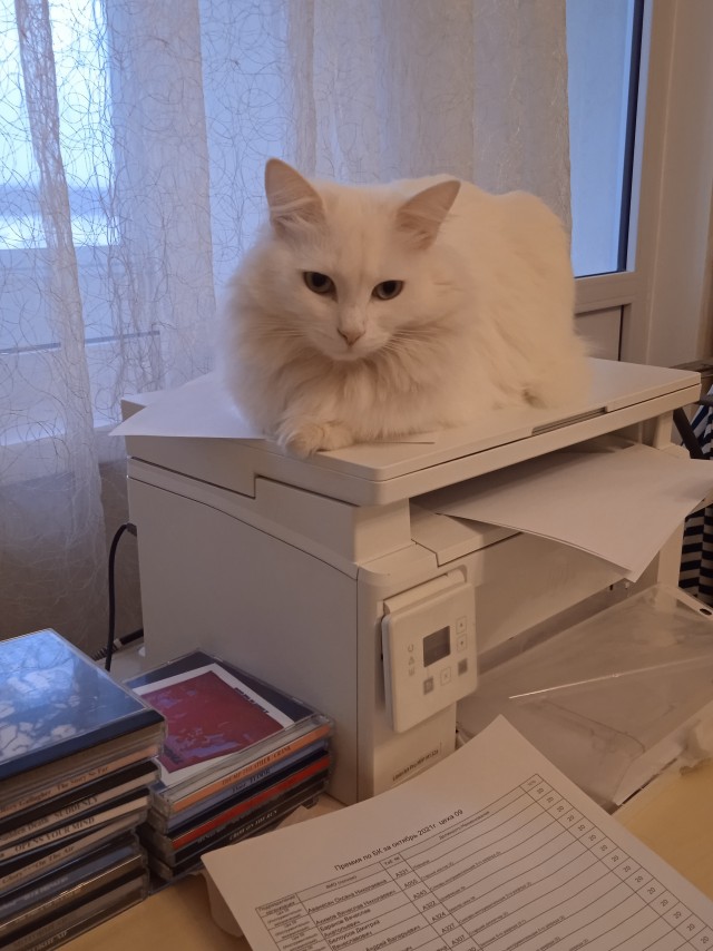 К котовторнику