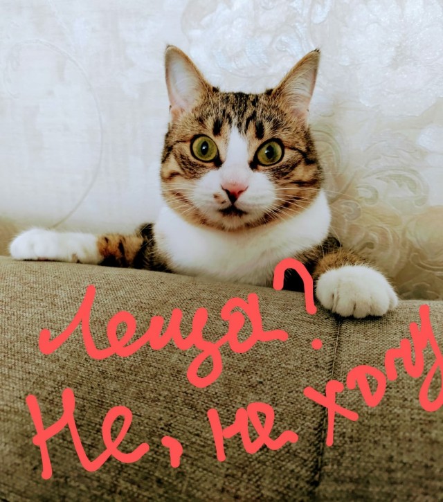 И снова день кошачий!