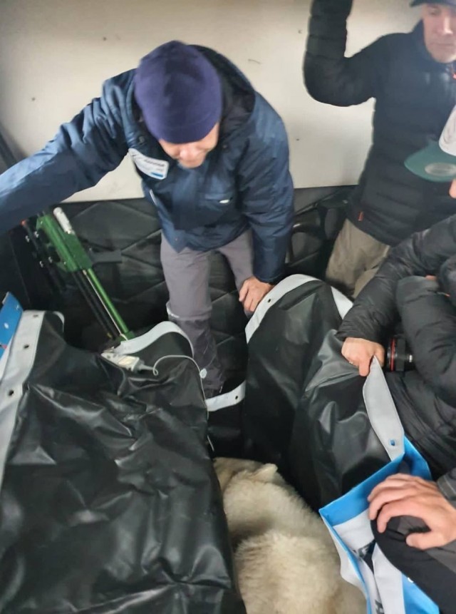 Специалисты помогли белому медведю на Диксоне и вытащили из его рта жестяную банку