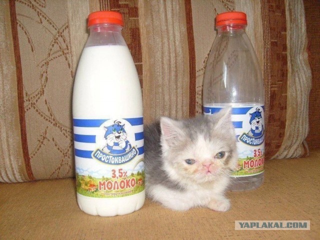 К нам пришел косоглазый кот