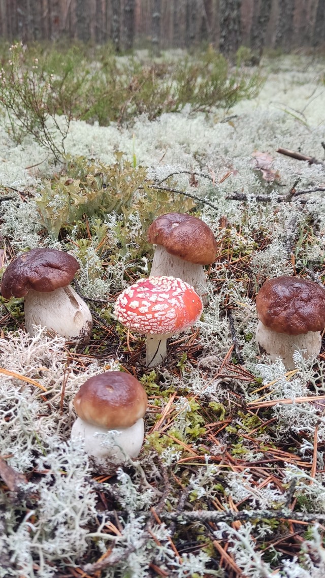 Небольшой грибной фотоотчет