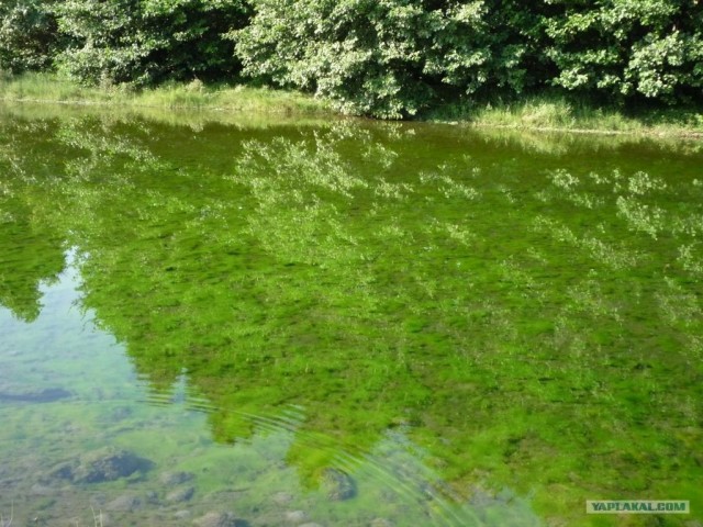 Абхазия там где....