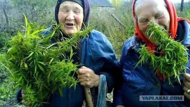 Пандемия съехавших крыш - разновидности болезни. Россия и мир. Часть 43.