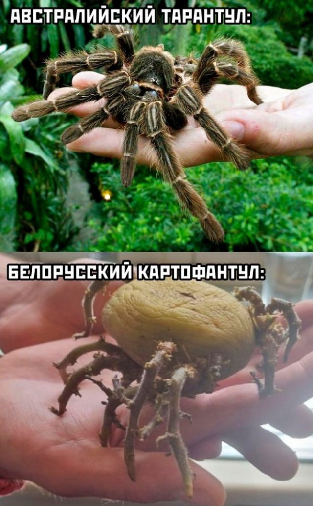 Картинки и мемы для настроения - 119