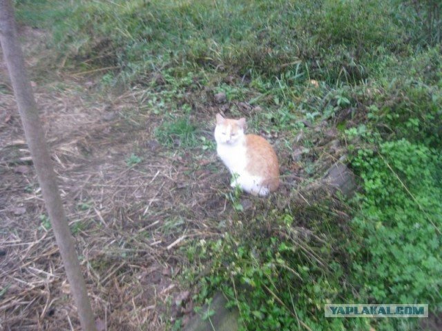 Жизнь домашнего приюта для котеек 420