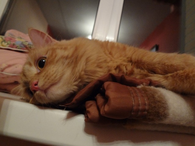 Котовторник 26.03.2013