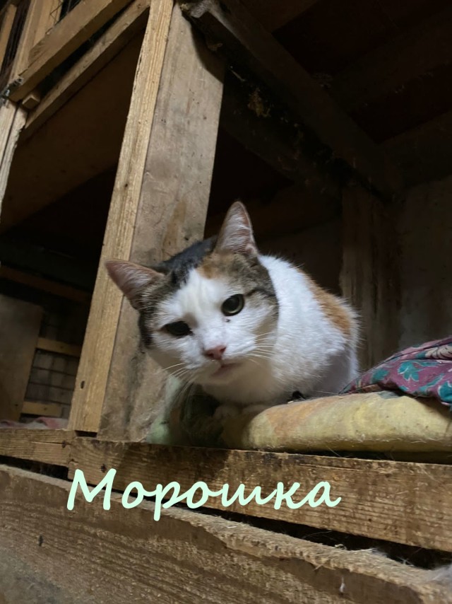 Жизнь домашнего приюта "Котоленд" 382
