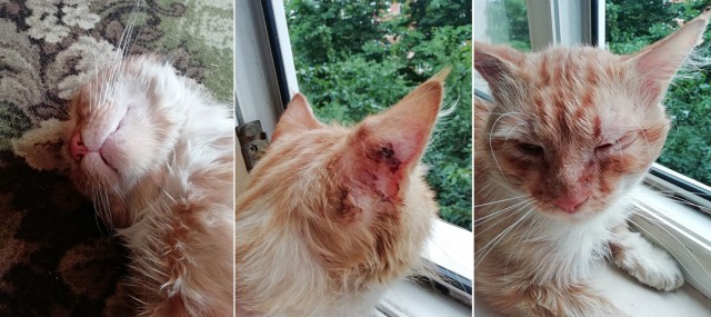 10 доказательств, что коты могут пробраться в любой дом, и не важно, что они там не живут