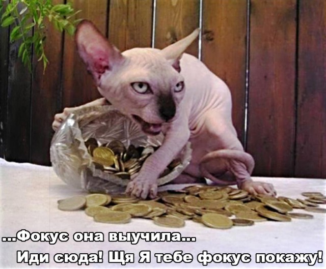 Котечка выучила фокус