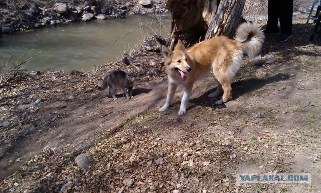 Котовторник 16.04.2013