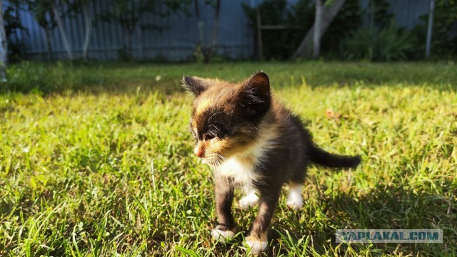 Котовторник! 16+ Коллеги-рабы, отмечаемся, у кого хозяину много лет!