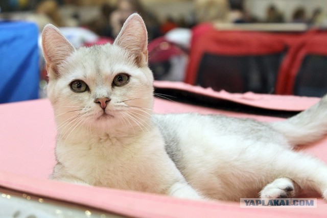 Котовторник 16.04.2013