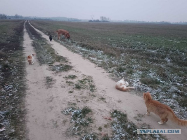 Жизнь домашнего приюта для котеек 472