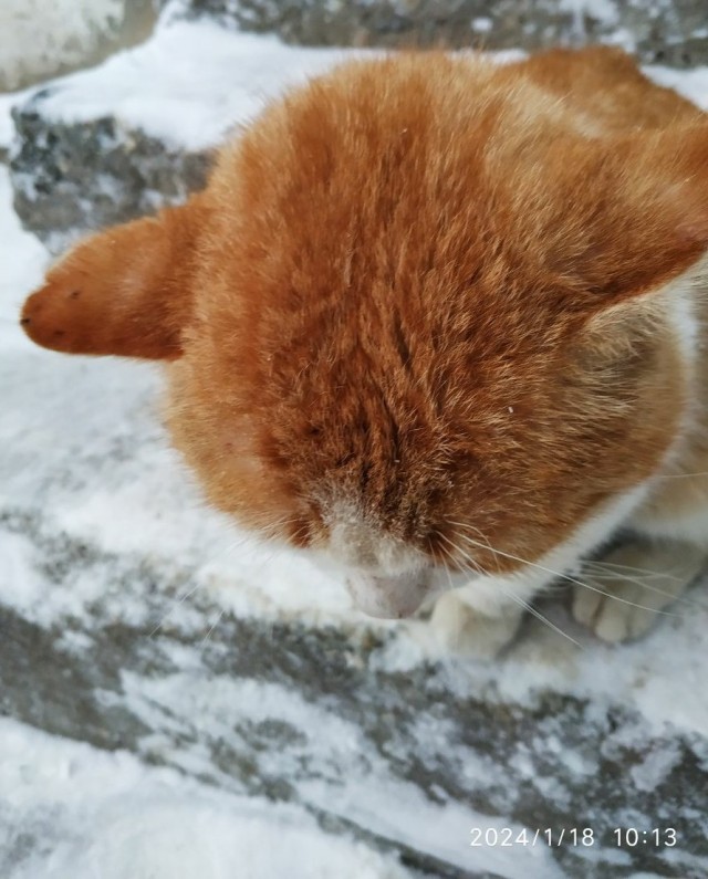Котики черноморского побережья