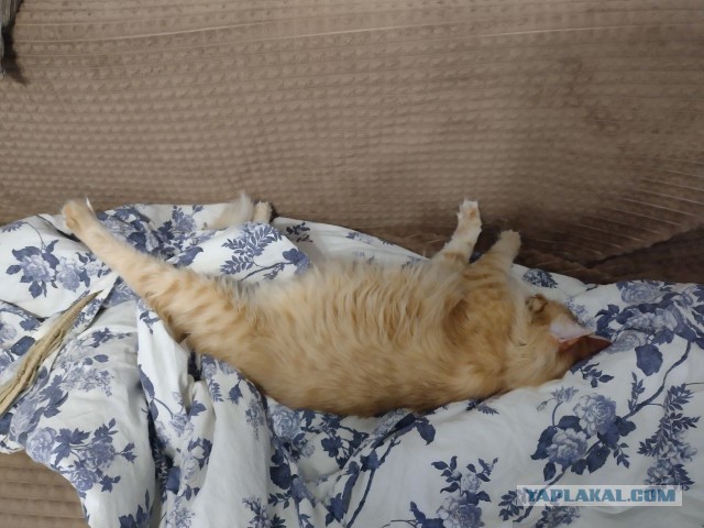 Котёночек опухает. Требуется совет.