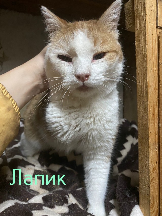 Жизнь домашнего приюта "Котоленд" 436