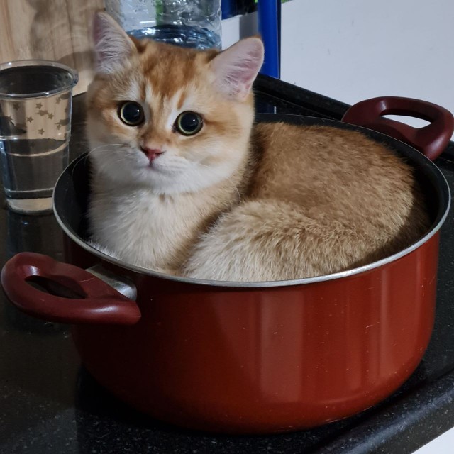 Жизнь домашнего приюта "Котоленд" 436