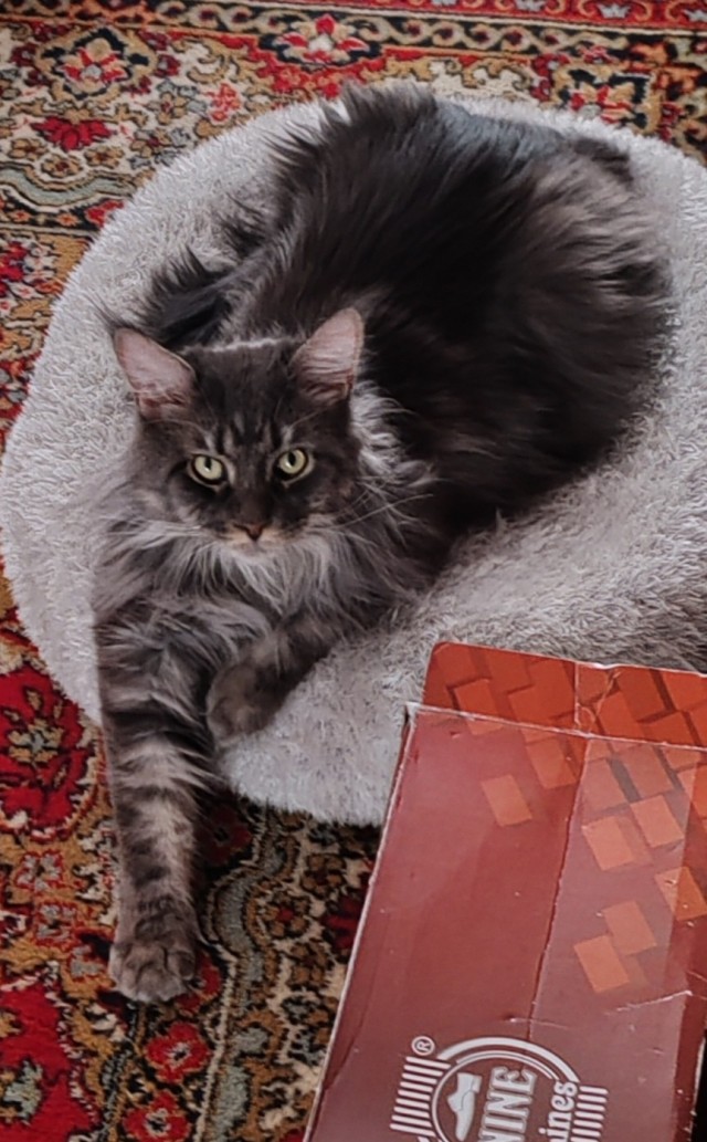 Жизнь с котом в одной картинке