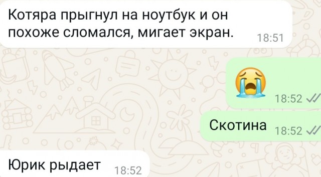 Кот прыгнул на ноутбук