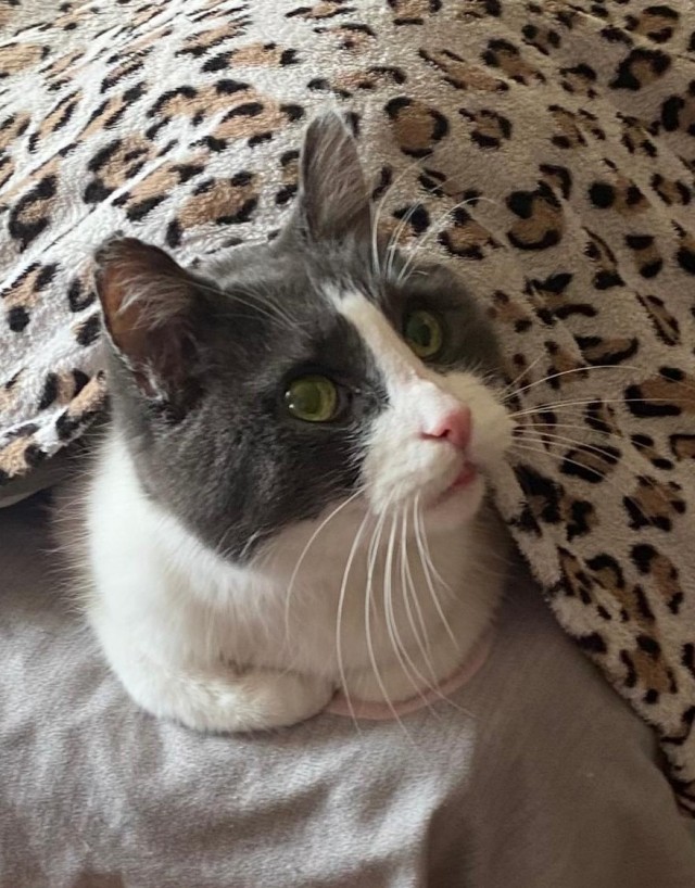 Котовторник продолжается