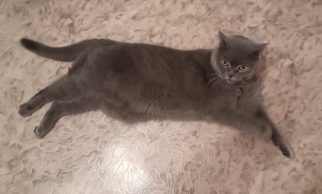 Совпало с котовторником.