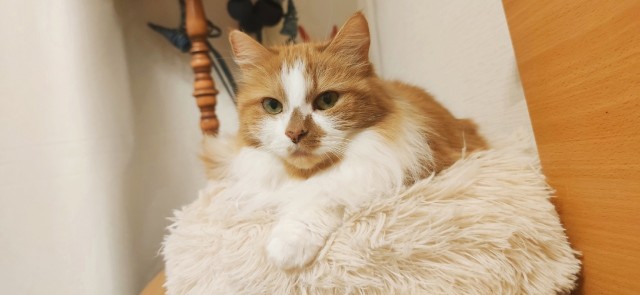 Немного моих котиков к вторнику