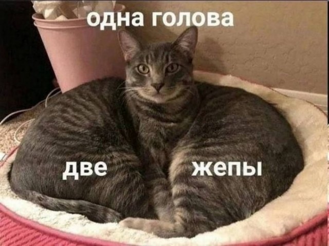 Веселое настроение в картинках (31.07.2025)