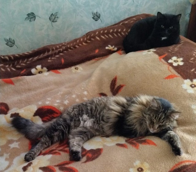 К котовторнику: подборка картинок-баянов с котиками и про котиков. Выпуск 19.
