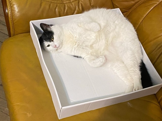 Моему коту Тому 2 года