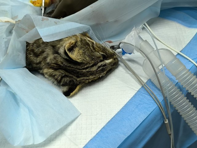 В "Тигре" коту сделают операцию.
