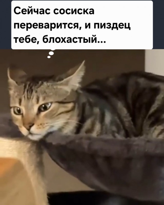Познание дзена