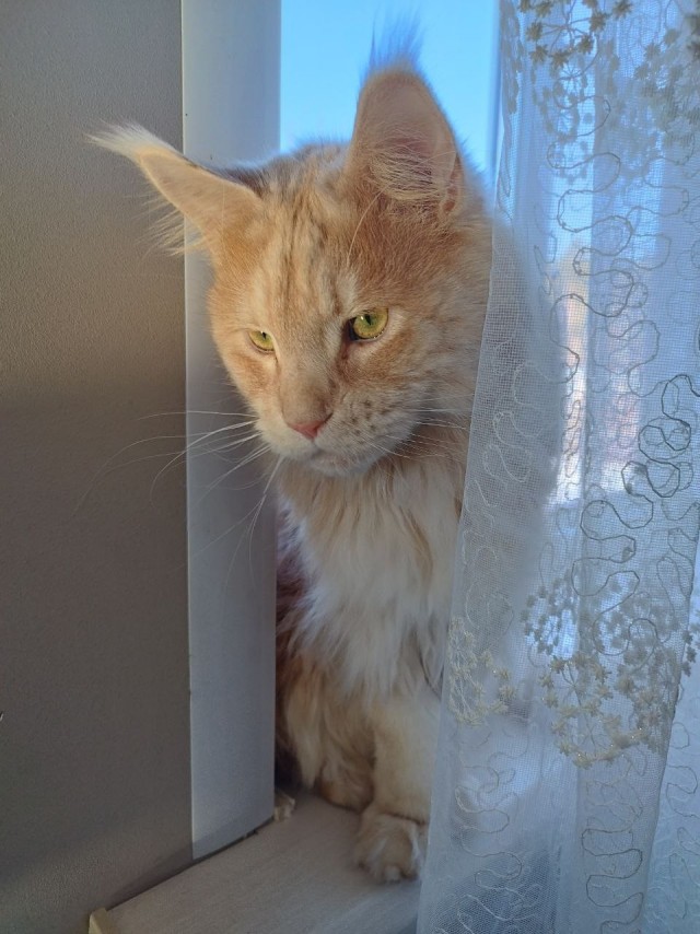 Котовторник 24.02