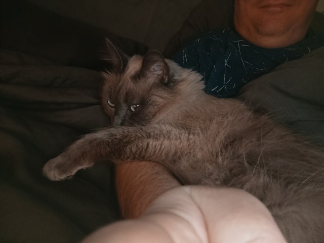 Котики и любовь