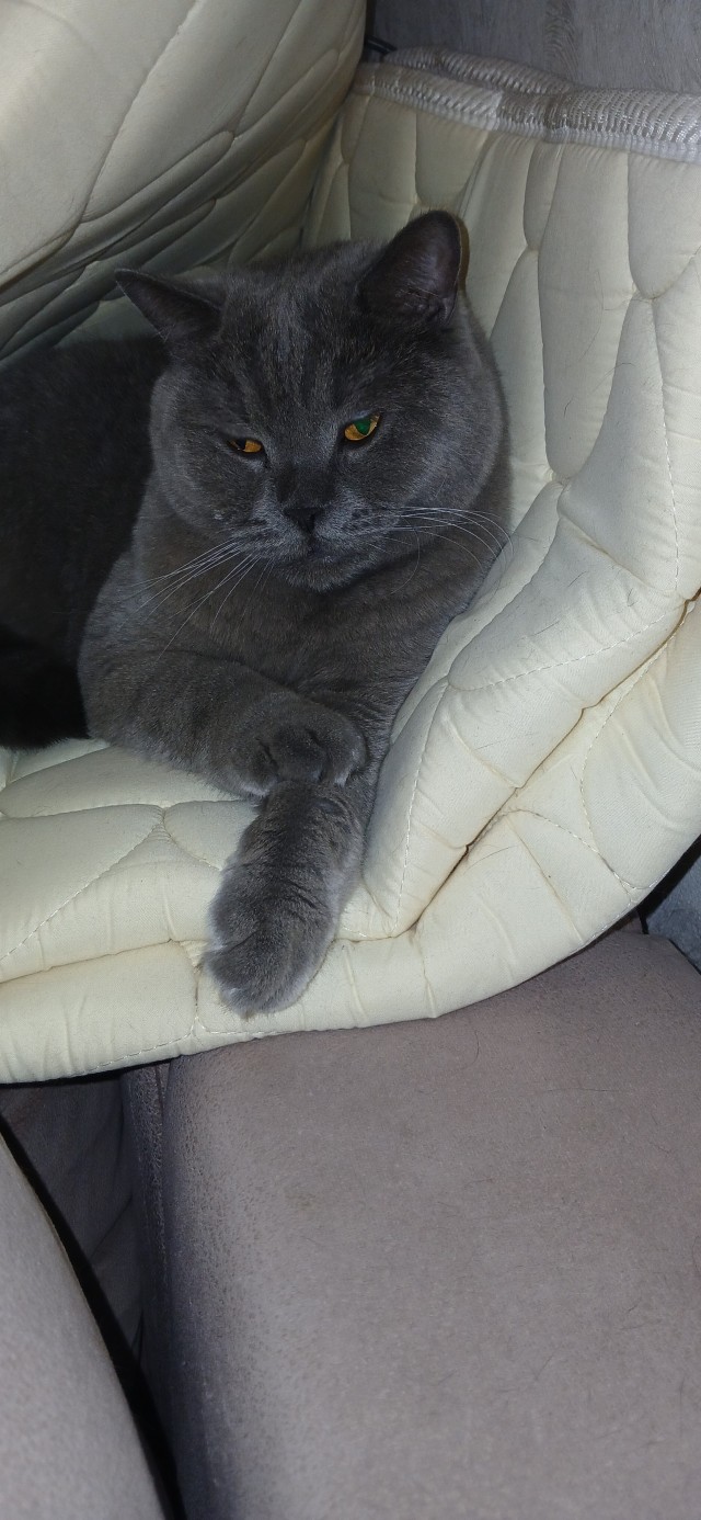 Котовторник же!