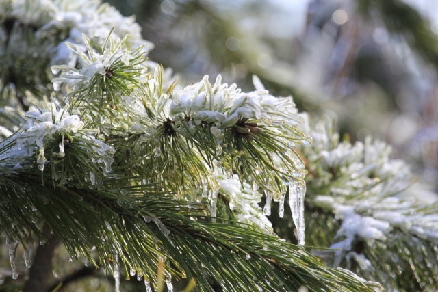 Ледяной дождь 03.05.24 (Лен.обл)