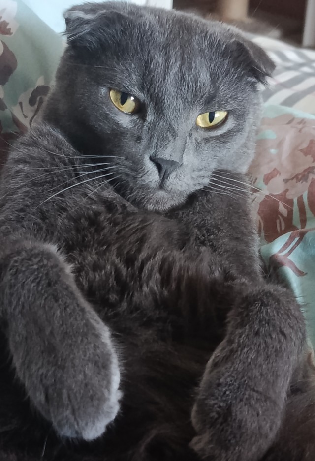 Котовторник же!