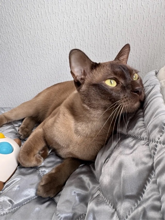 Котовторник Феникса