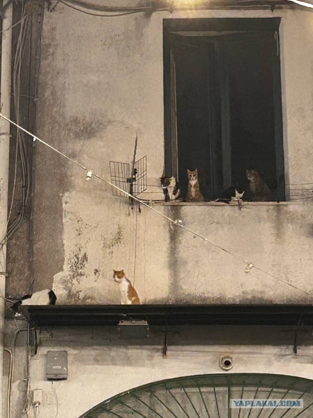 Кошки, большие и не очень