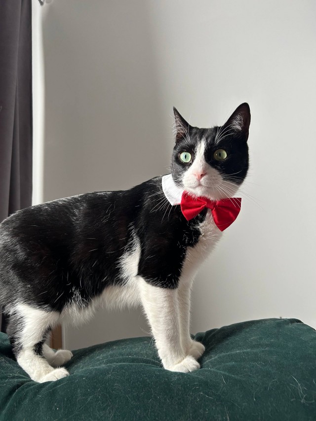 Очередной котовторник
