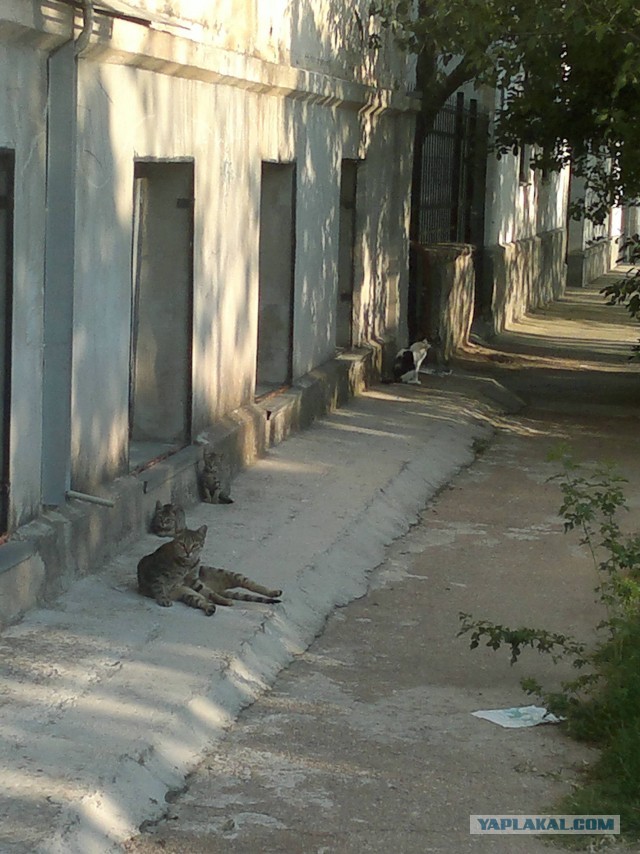 Коты Севастополя